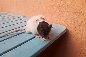 Rat Finn