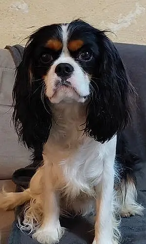 Cavalier King Charles Spaniel Chien Scooby
