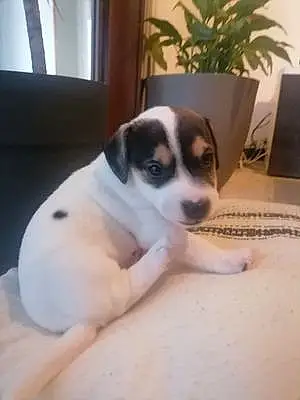 Jack Russell Chien Tigrou