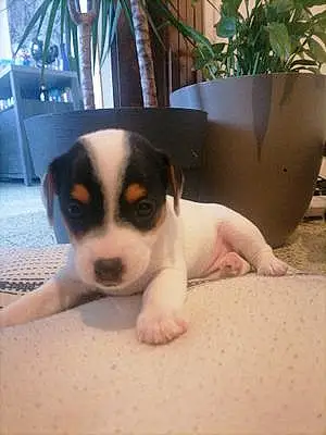 Jack Russell Chien Turbo