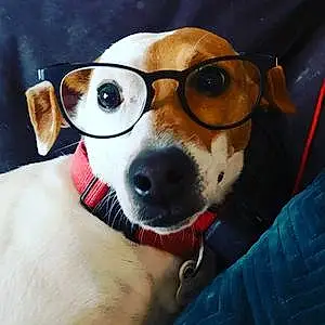 Lunettes Jack Russell Chien Nino