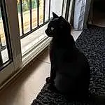 Chat, Chats noirs, Black, Small To Medium-sized Cats, Felidae, Moustaches, FenÃªtre, Carnivore, Room, Domestic Short-haired Cat, Shadow, House, Queue, Asiatique, Tile, Home, Interior Design, Bombay