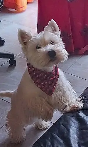 Nom West Highland White Terrier Chien Tina