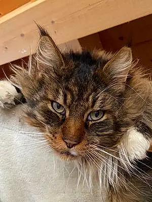 Maine Coon Chat Nash