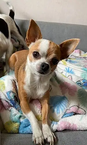 Chihuahua Chien Paillette