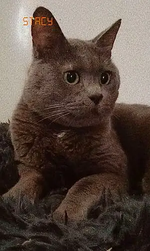 Chartreux Chat Lucky