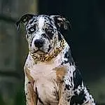 Chien, Carnivore, Race de chien, Faon, Chien de compagnie, Museau, Moustaches, Dog Collar, Collar, Working Animal, Canidae, Terrestrial Animal, Guard Dog, Working Dog, Patte, Poil, Molosser, Ancient Dog Breeds, Non-sporting Group