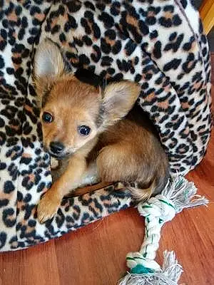 Chihuahua Chien Yoda