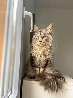 Nom Maine Coon Chat Oslo
