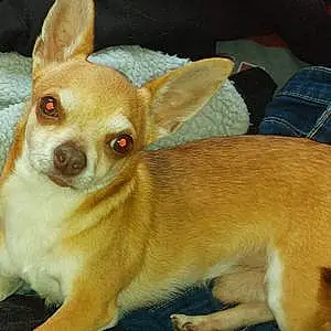 Nom Chihuahua Chien Drago