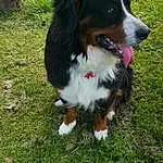 Chien, Race de chien, Carnivore, Bernese Mountain Dog, Chien de compagnie, Herbe, Museau, Canidae, Herding Dog, Plante, Working Dog, Working Animal, Ã‰pagneul, Hunting Dog, Border Collie, Gun Dog