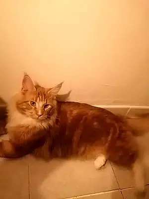 Maine Coon Chat Soolking