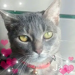 Nom Chat Jade