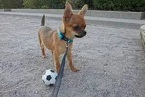 Nom Chihuahua Chien Gims