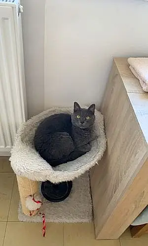 Chartreux Chat Plume