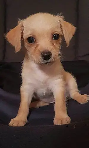 Chihuahua Chien Elsa