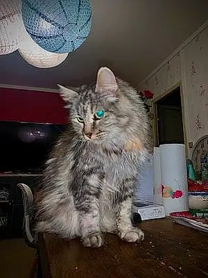 Siberien Chat Esmeralda