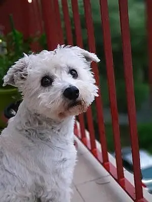 Nom West Highland White Terrier Chien Bilou
