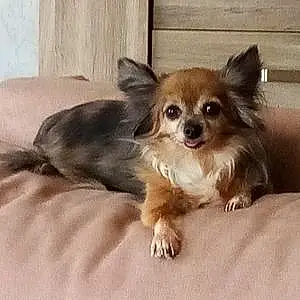 Nom Chihuahua Chien Idem