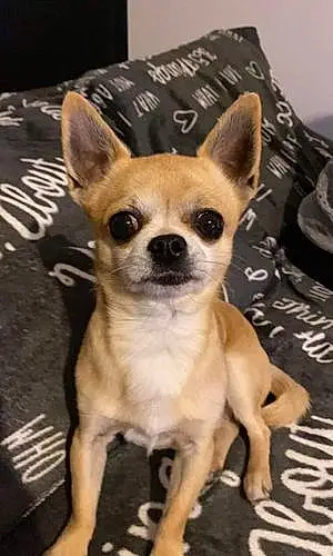 Nom Chihuahua Chien Junior