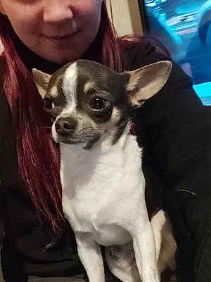 Nom Chihuahua Chien Pépito
