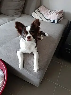 Nom Chihuahua Chien Floppy