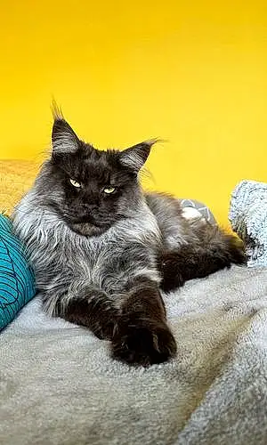 Maine Coon Chat Moscou