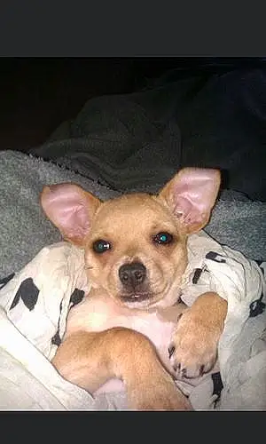 Chihuahua Chien Isia