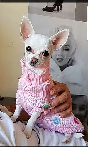 Nom Chihuahua Chien Leelou
