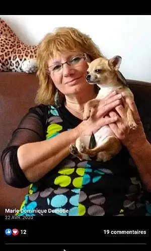 Nom Chihuahua Chien Lili