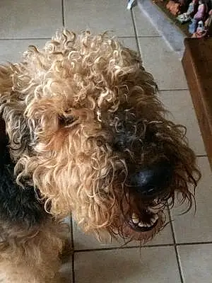 Nom Airedale Terrier Chien Icare