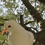 Bird, Beak, Pigeons And Doves, Arbre, Branch, Adaptation, Plante, Neck, Twig, Seabird, Wing