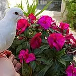 Rose, Bird, Fleur, Pigeons And Doves, Plante, Beak, Petal, Impatiens, Pink Family, Wing