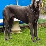 Chien, Race de chien, Guard Dog, Boerboel, Great Dane, Bullmastiff, Cane Corso