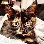 Chat, Moustaches, Small To Medium-sized Cats, Felidae, Carnivore, Chatons, Yeux, Poil, Asiatique, Oreille, Domestic Short-haired Cat, European Shorthair, Chat tigré, Domestic Long-haired Cat, German Rex, Norvégien, Maine Coon, Griffe, Faon