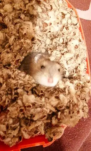 Hamster Russe Pikatchou