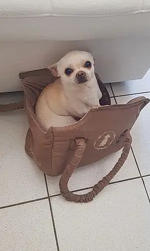 Nom Chihuahua Chien Louis