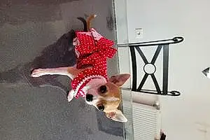 Nom Chihuahua Chien Finette