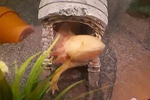 Nom Axolotl Golden