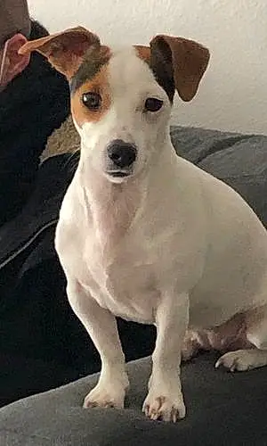 Jack Russell Chien Orphée
