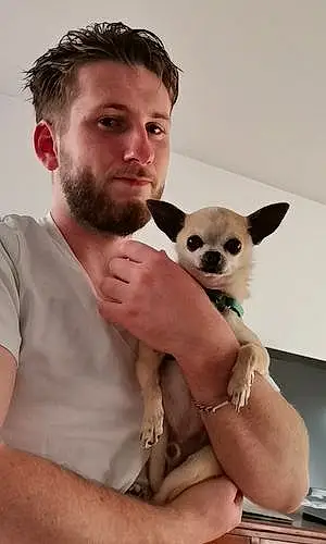 Nom Chihuahua Chien Elliot