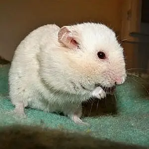 Nom Hamster Hamtaro