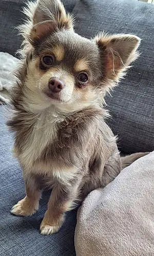 Chihuahua Chien Nounou