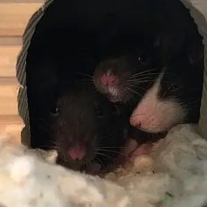 Trois Rats Rat