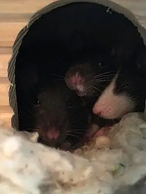 Rat Trois Rats