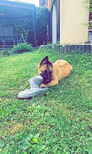 Nom Berger Malinois Chien Looky