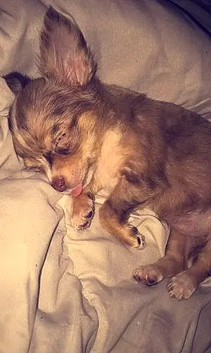 Nom Chihuahua Chien Clémentine