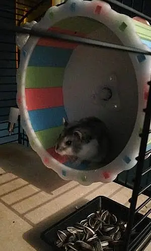 Hamster Russe Totoro