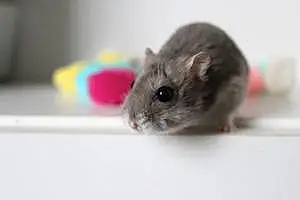 Hamster Russe Pétou