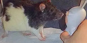 Rat Ratou